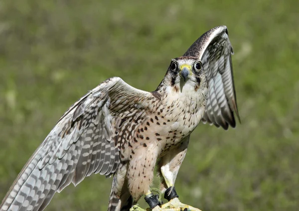 Peregrine Falcon with outstretched wings — Stock Photo, Image