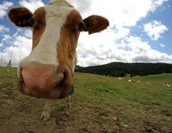 Geweldige koe snuit met een visooglens hebt gefotografeerd — Stockfoto