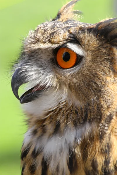 Uggla med fluffiga fjädrar och stora orange ögon och näbb öppna — Stockfoto