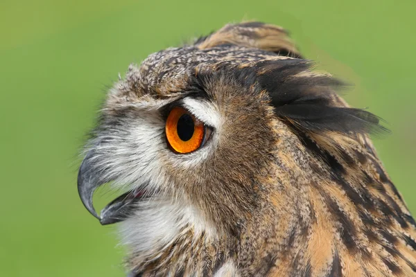 Eule mit riesigen orangefarbenen Augen und aufgeweichtem Schnabel — Stockfoto