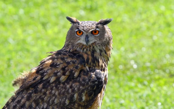 猫头鹰有蓬松的羽毛和巨大的橙色的眼睛 — 图库照片