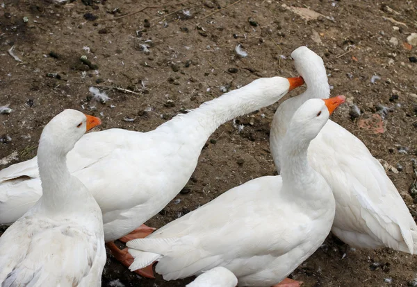 Sok fehér a liba, nagyon puha tollazat a gazdaságban — Stock Fotó