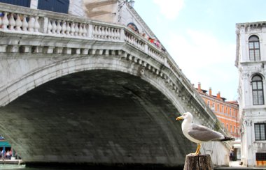 Canal Grande ve Rialto Köprüsü üzerinde martı