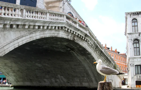 Seagull on the Grand Canal and the Rialto Bridge — Stock Photo, Image