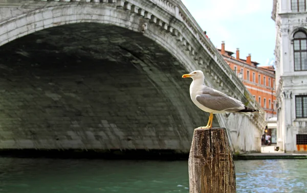 Great Black-headed Gull on the Grand Canal and the Rialto Bridge — Stock Photo, Image