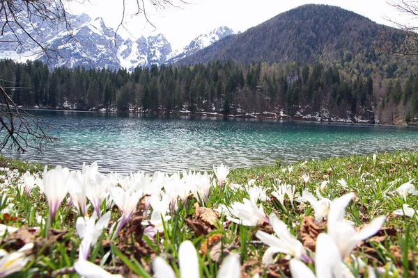 Sněženky v květu a krásné jezero Fusine — Stock fotografie