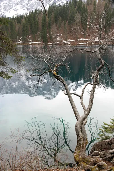 Branche d'arbre et le splendide lac de Fusine — Photo