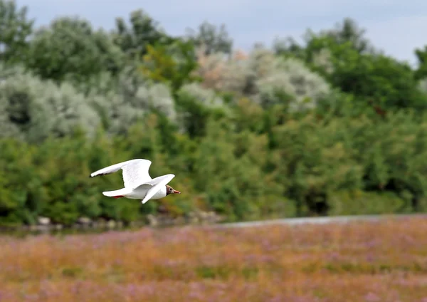 Безкоштовно політ чайки на території природного парку — стокове фото