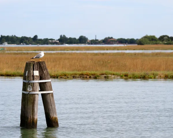 Seagull zat op doge van Venetië — Stockfoto