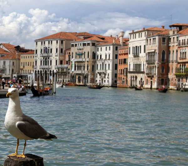 Seagull on the pole to anchor the ship in grand canal — Stock Photo, Image