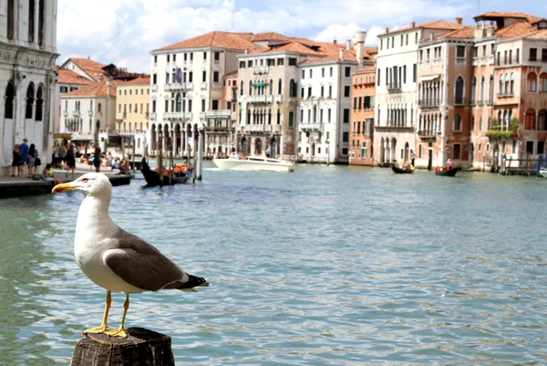 Seagull on the pole to anchor the ship in Venice — Stock Photo, Image