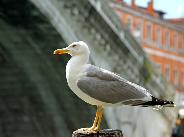 Черноголовая чайка и риальтовский мост в Венеции — стоковое фото