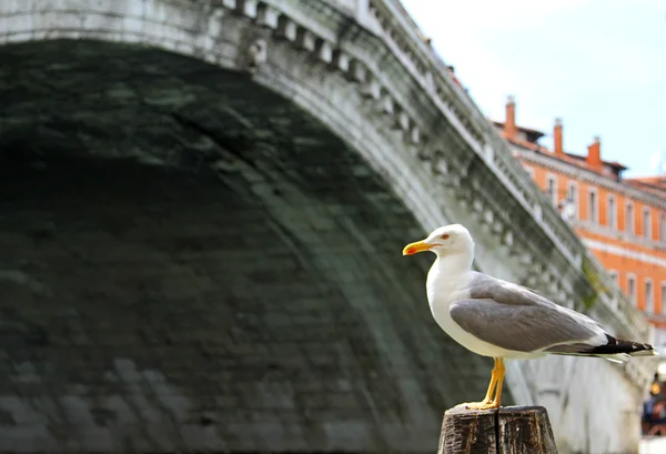 Mouette et le pont du rialto à Venise — Photo