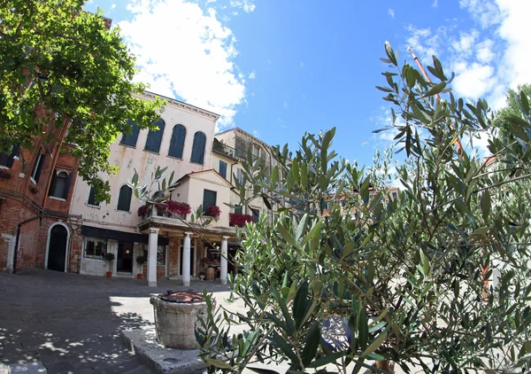 Olivenbaum auf dem Platz des jüdischen Ghettos von Venedig in Italien — Stockfoto