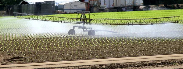 Intensive Bewässerung auf Gemüsefeld im Sommer — Stockfoto