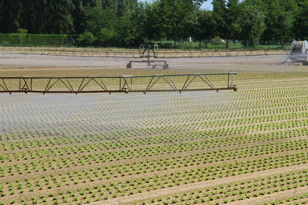 Große intensive Bewässerung im Gemüsefeld — Stockfoto