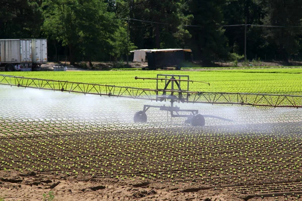 Irrigação intensiva no campo vegetal no verão — Fotografia de Stock