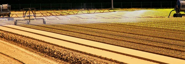 夏野菜畑における集中的な灌漑 — ストック写真