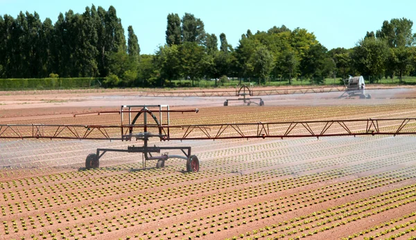 Intensive Bewässerung auf Gemüsefeld im Sommer — Stockfoto