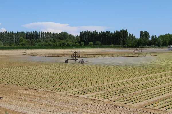 Intensive Bewässerung im Gemüsefeld — Stockfoto