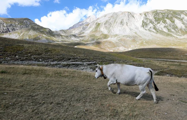 Белая Корова Пасущаяся Возле Гор Центральной Италии Называемых Итальянскими Апеннинами — стоковое фото