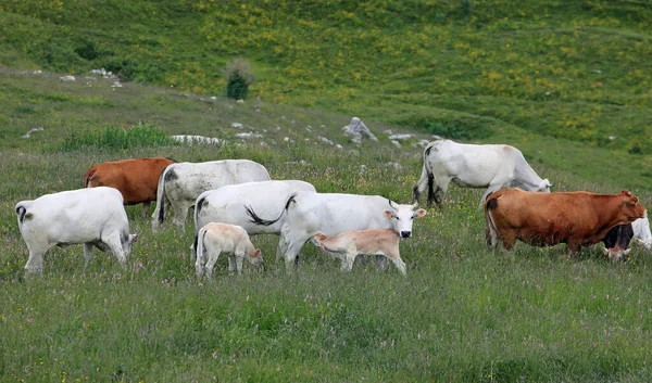 Ternero Bebiendo Leche Vaca Blanca Otras Vacas Que Pastan Prado —  Fotos de Stock