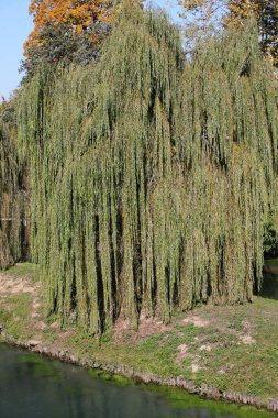 Yazın nehir kenarındaki koyu yeşil yapraklı büyük söğüt ağacı.