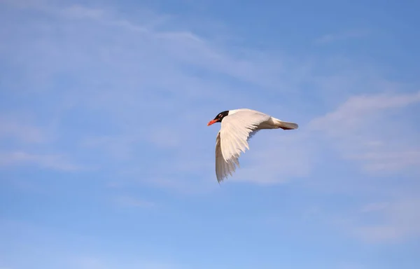 Junge Möwe Mit Schwarzem Kopf Typisch Für Das Mittelmeer Fliegt — Stockfoto