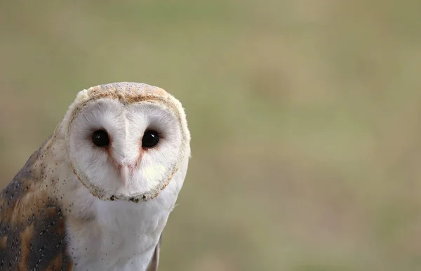 鳥の側面にカスタマイズ可能なテキストのために利用可能なカメラとスペースを見て巨大な黒い目を持つ納屋のフクロウ — ストック写真