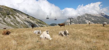 Karsız yaz aylarında dağlarda, sandalyenin altında otlayan inekler.