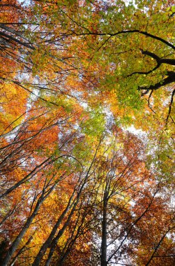 Aşağıdan görünen renkli yapraklı ağaçlarla muhteşem sonbahar arkaplanı