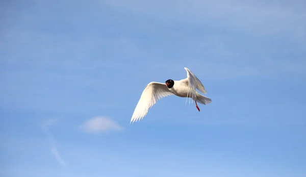 Κοινός Γλάρος Ονομάζεται Μαυροκέφαλος Γλάρος Λόγω Του Χρώματος Των Φτερών — Φωτογραφία Αρχείου