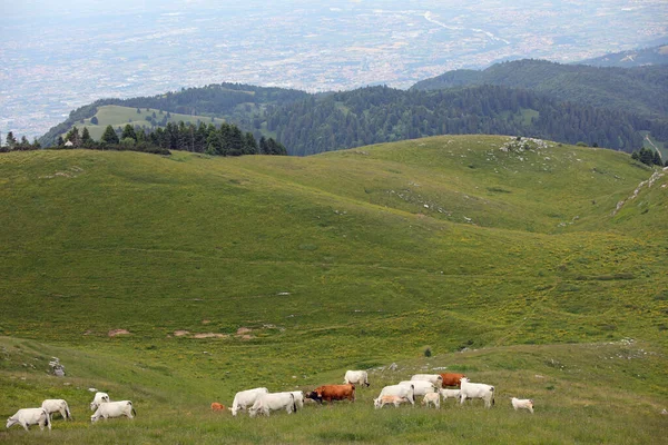 Vacas Leiteiras Pastando Nas Colinas Norte Itália — Fotografia de Stock