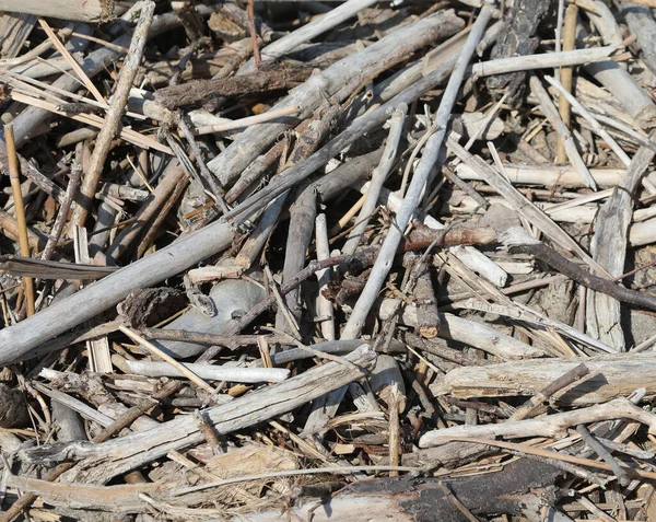 Background Many Dry Twigs Ideal Natural Backdrop — Stock Photo, Image