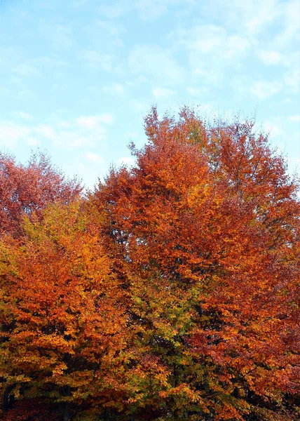 Красивий Осінній Фон Багатьма Червоними Листям Гілках Дерева — стокове фото