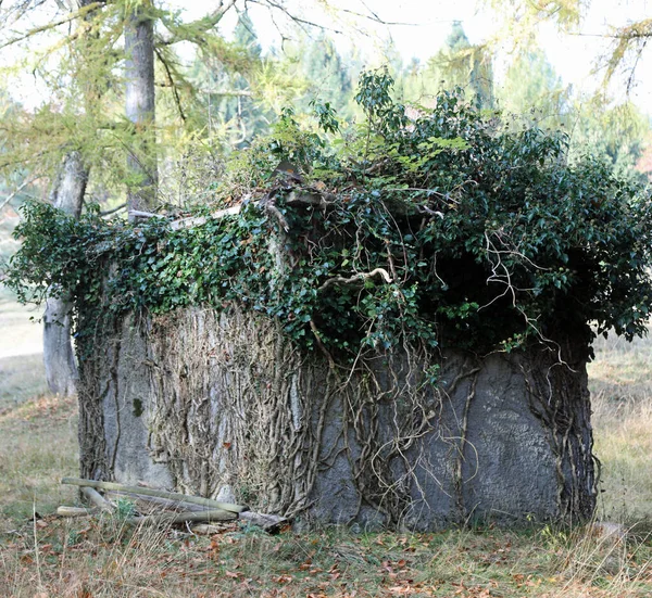Cabaña Caza Cazadores Camuflados Con Hojas Verdes Para Esconderse Vista —  Fotos de Stock
