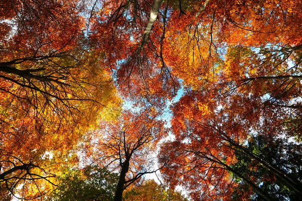 下から見える紅葉の色鮮やかな木々がアリーナのように形成され — ストック写真