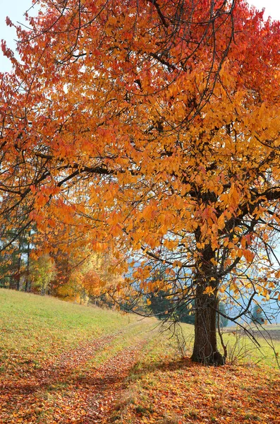 Велике Листя Жовтим Листям Старого Горіхового Дерева Восени — стокове фото