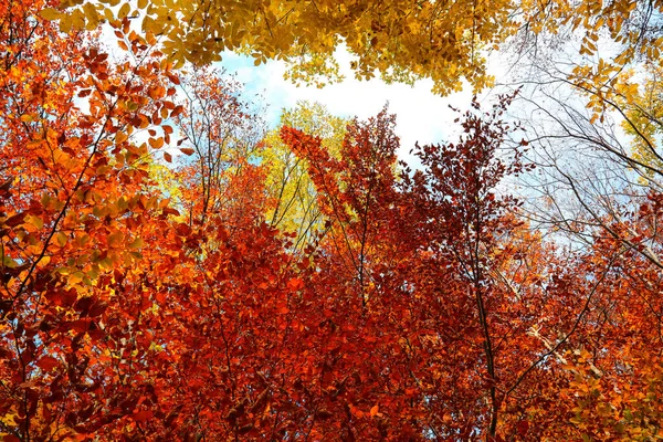 赤や黄色の葉を持つ秋の森は人のいない秋 — ストック写真