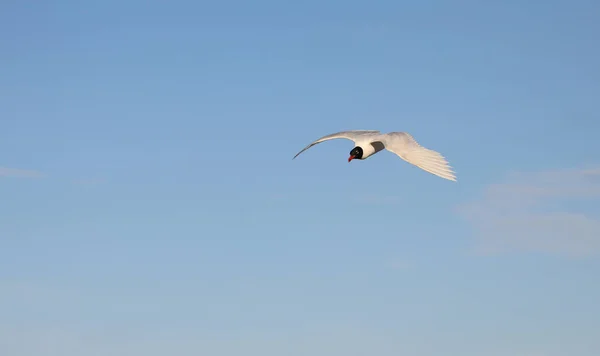 Weiße Möwe Mit Schwarzem Kopf Fliegt Hoch Den Himmel Mit — Stockfoto