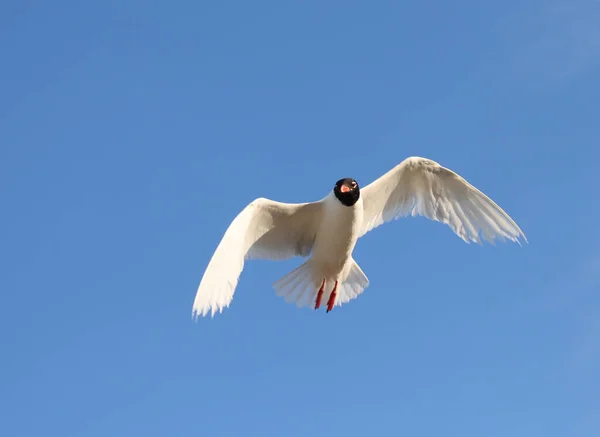 Vitskallig Mås Flyger Den Blå Himlen Med Bred Vingbredd — Stockfoto