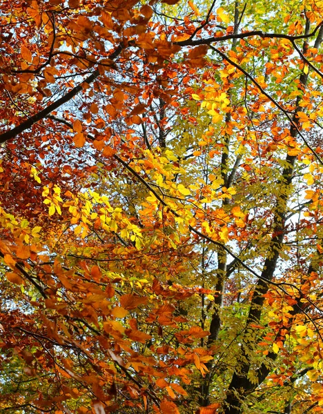 许多五彩斑斓的树叶 在森林里的树上挂着秋天的暖色调 — 图库照片