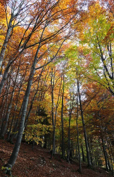 Många Färgglada Blad Med Varma Höstfärger Träden Skogen — Stockfoto
