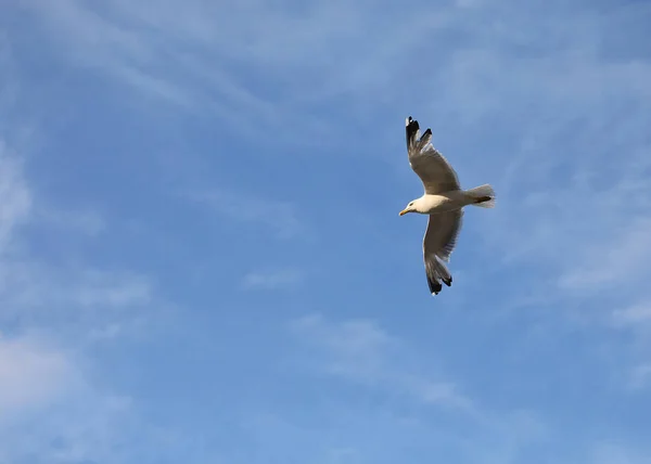 Meeuw Met Brede Spanwijdte Vliegt Zomer Vrij Omhoog Blauwe Lucht — Stockfoto