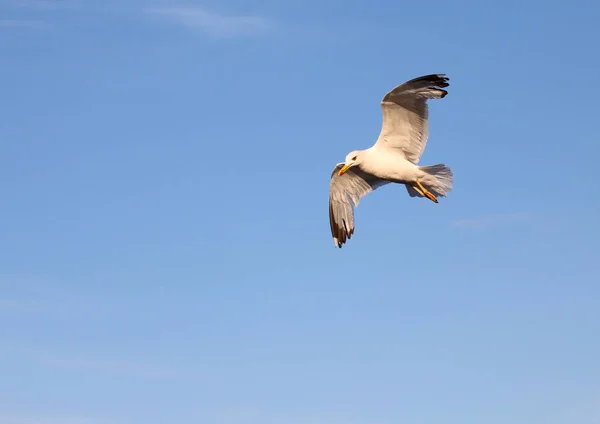 Gabbiano Con Ampia Apertura Alare Vola Liberamente Nel Cielo Blu — Foto Stock