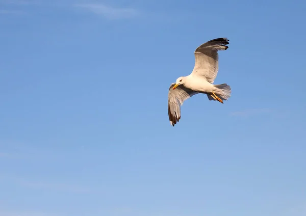 Meeuw Met Brede Spanwijdte Vliegt Vrij Omhoog Blauwe Lucht — Stockfoto