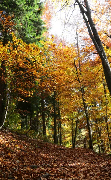 Тропа Покрыта Листьями Середине Осенней Растительности Большим Количеством Лиственных Листьев — стоковое фото