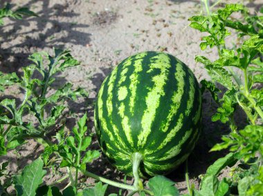 Büyük yeşil karpuz, sulama sırasında su drenajını arttırmak için kumlu toprakla birlikte tarlada.