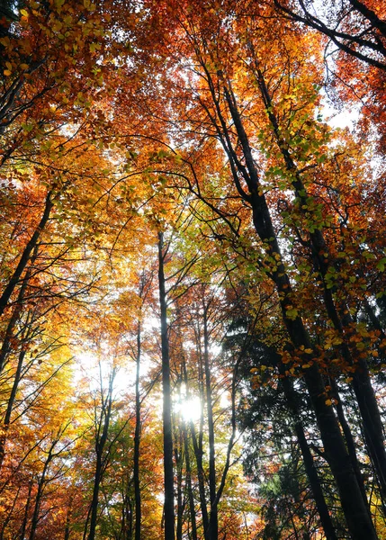 下から見える紅葉の多い鬱蒼とした森と枝から差し込む太陽 — ストック写真