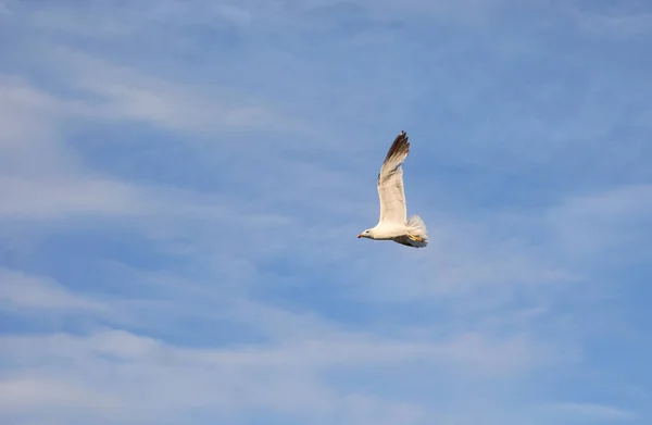 Geniş Kanatlı Martı Yazın Mavi Gökyüzünde Uçar — Stok fotoğraf